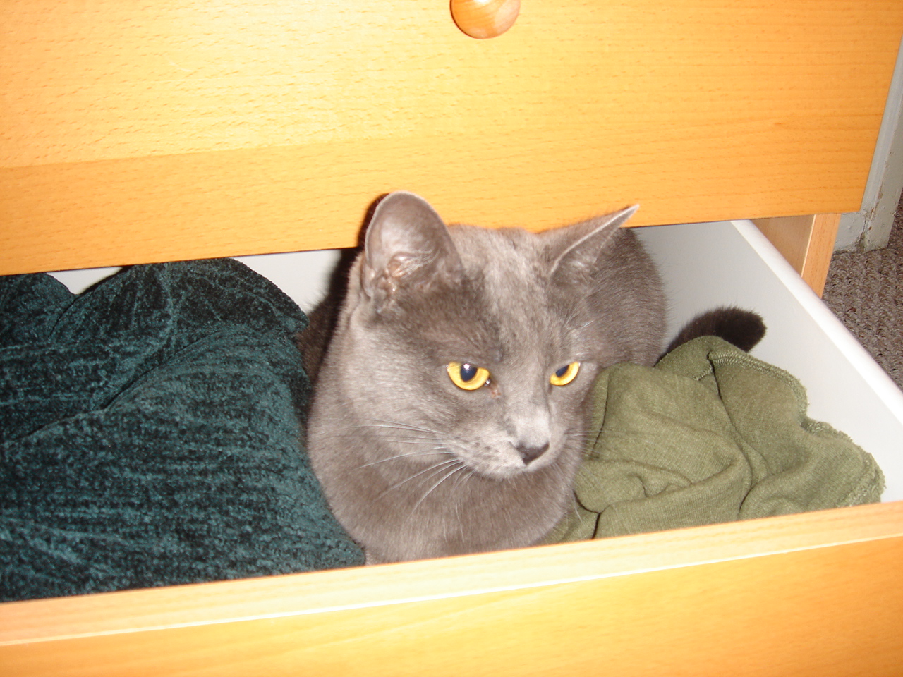 Artemis in a Drawer